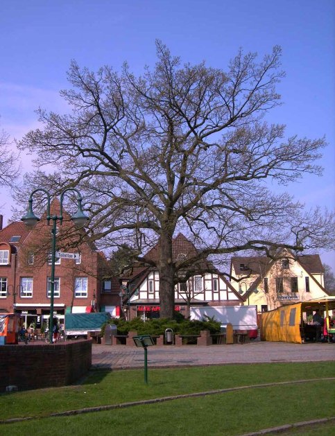 SEO Agen­tur Oster­holz-Scharm­beck 01